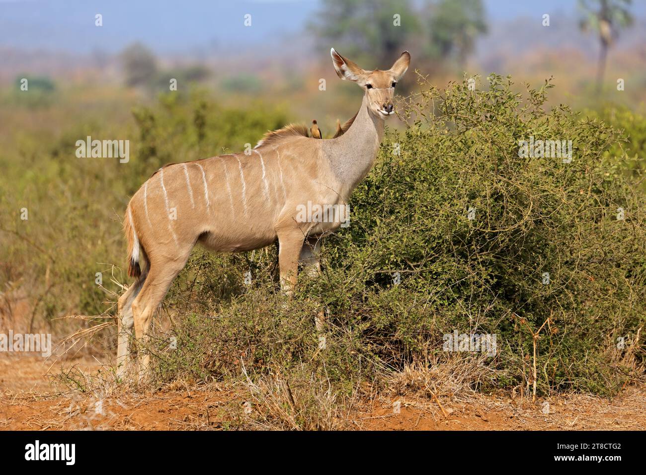 Eine weibliche Kudu-Antilope (Tragelaphus strepsiceros), die sich an einem Busch ernährt, Kruger-Nationalpark, Südafrika Stockfoto