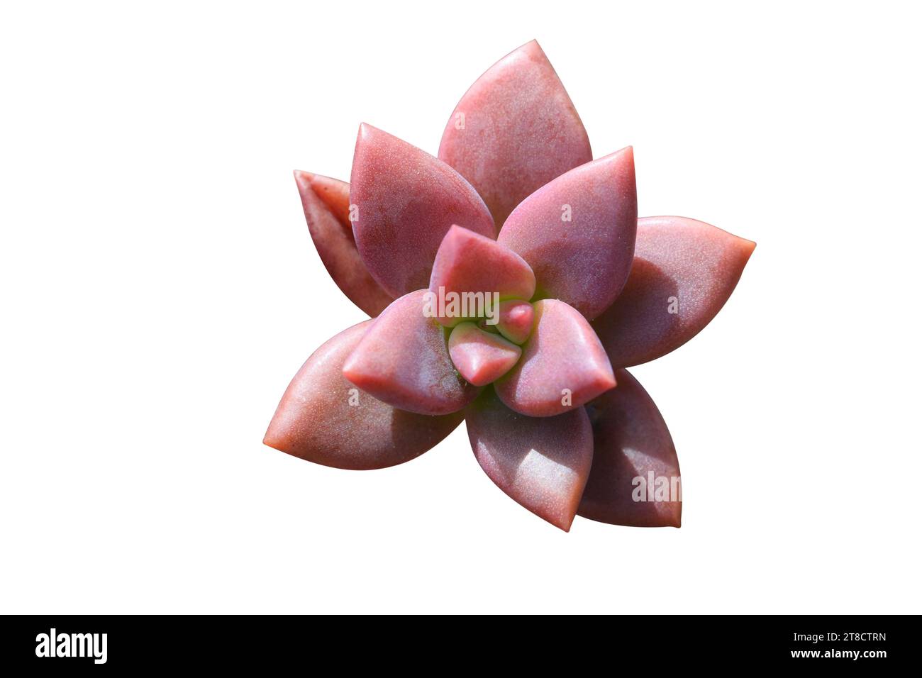 Graptosedum-Pflanzen sind eine hybride Kreuzung zwischen Graptopetal und Sedum Sukkulenten. Stockfoto