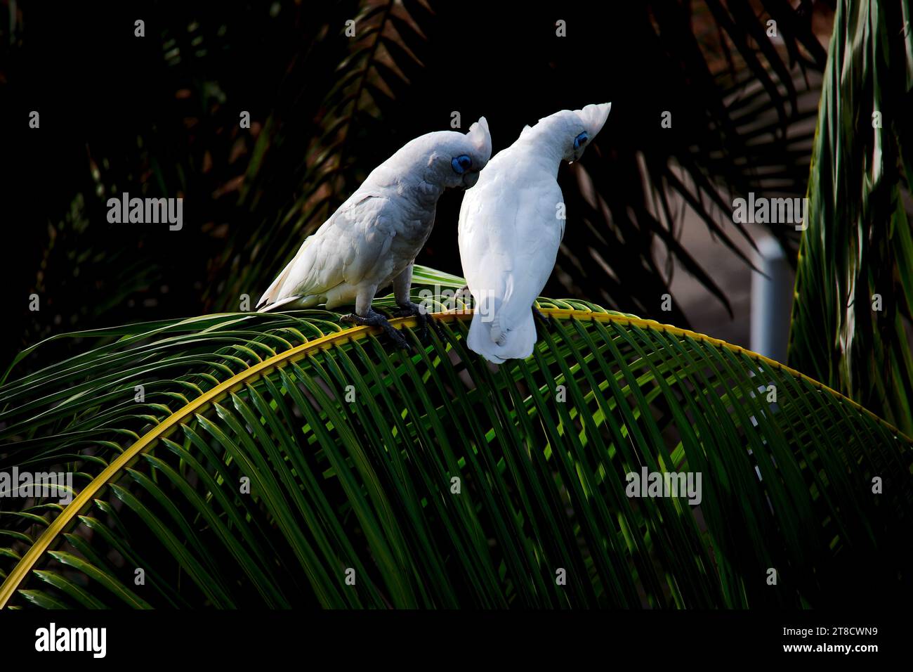 Zwei australische weiße Cockatoo, die etwas anschauen, während sie auf einem Palmenzweig stehen. Stockfoto