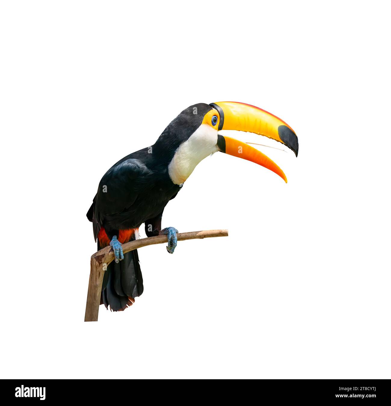 Tukan Vogel auf einem Ast auf weißen Hintergrund isoliert Stockfoto