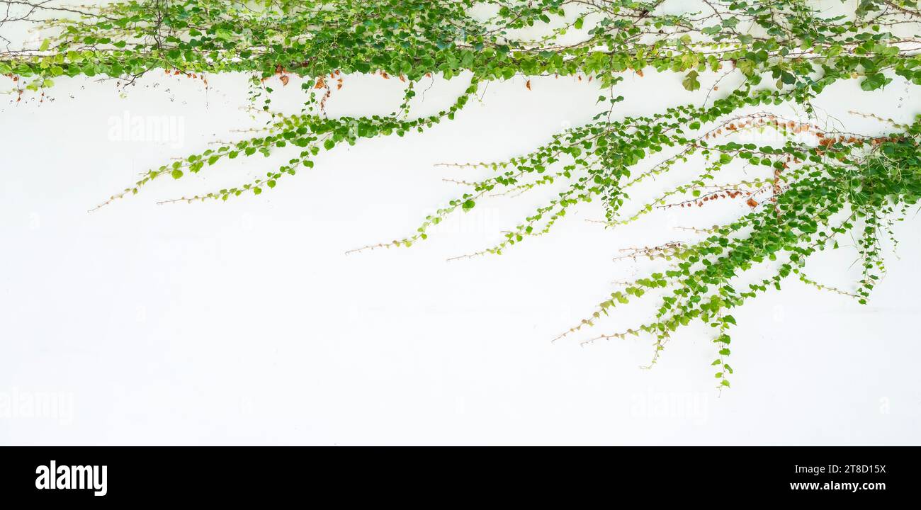 Ivy isoliert auf einem weißen Hintergrund. Stockfoto