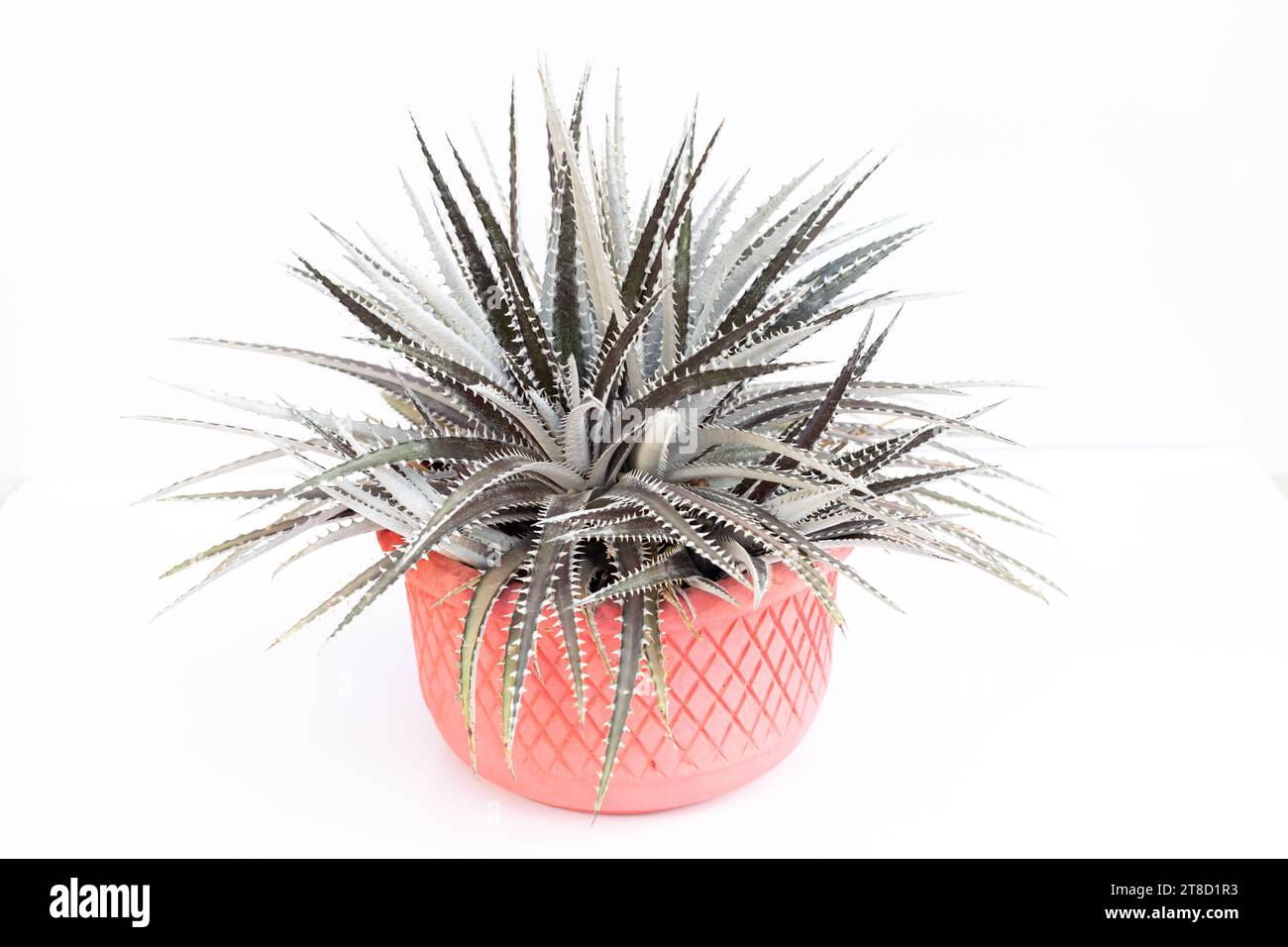 Schwarze Dyckia-Sägeblattpflanze isoliert auf weißem Hintergrund Stockfoto