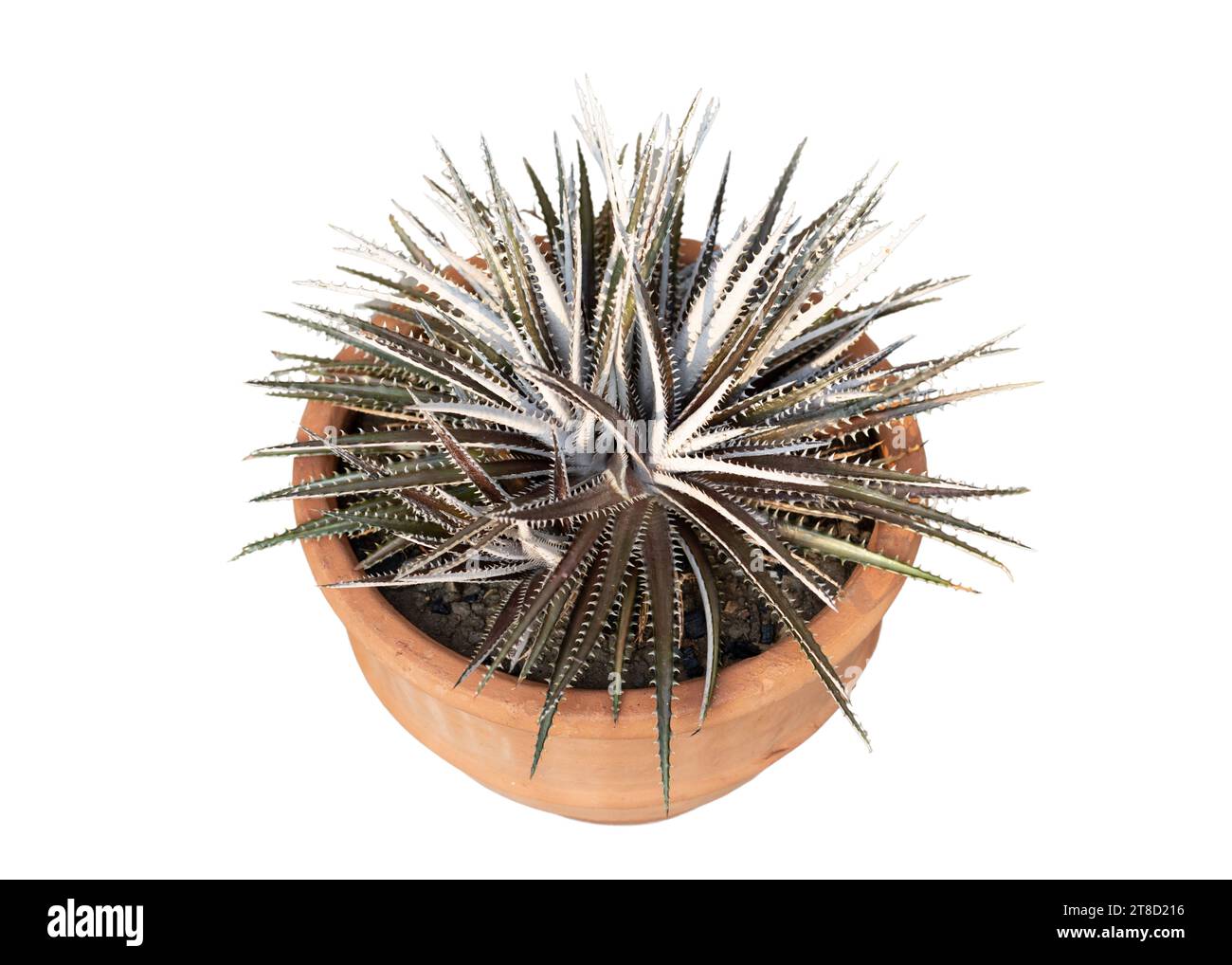 Dyckia-Pflanze in einem Tontopf auf weißem isoliertem Hintergrund Hochwinkelansicht Stockfoto