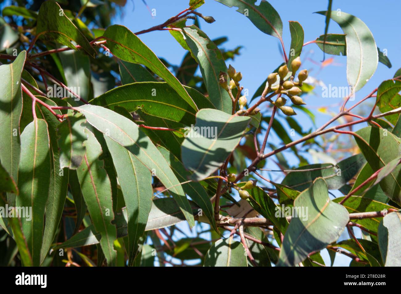 Nahaufnahme von australischen gefleckten Gummiblättern und Blütenknospen, Corymbia maculata alias Eucalyptus macuata Stockfoto