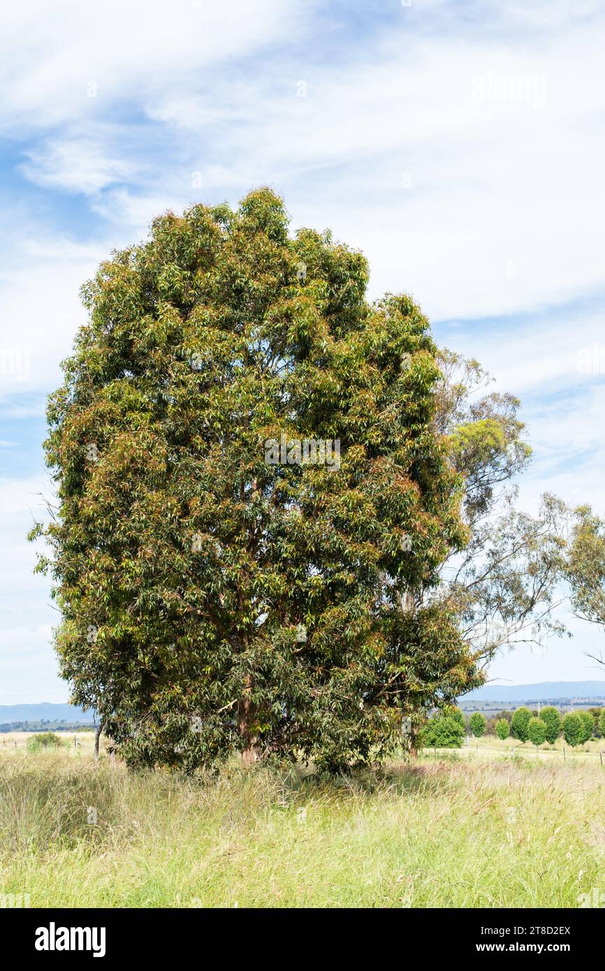 Gebürtiger australischer gefleckter Gummibaum. Eucalyptus maculata, heute bekannt als Corymbia maculata seit Ende des 20. Jahrhunderts. Stockfoto