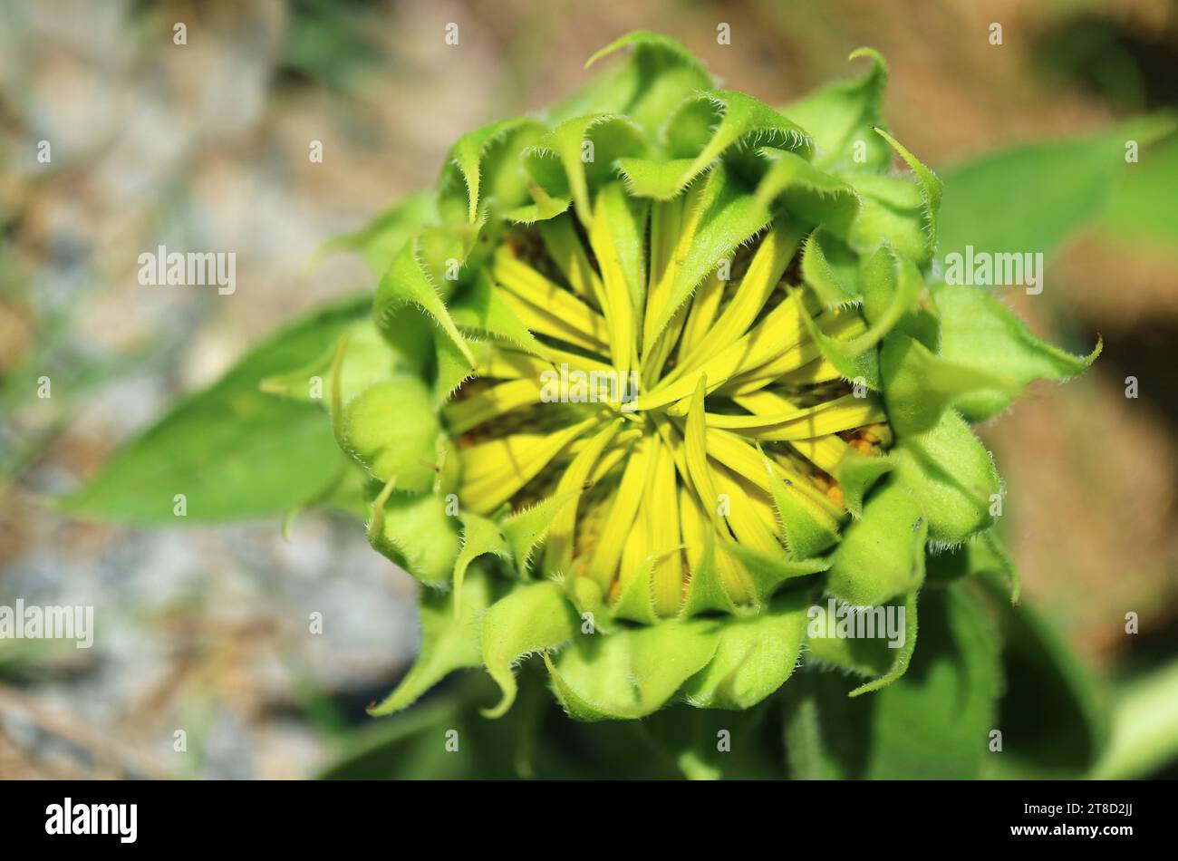 Nahaufnahme von Bright Green Sunflower Bud im Sonnenlicht Stockfoto