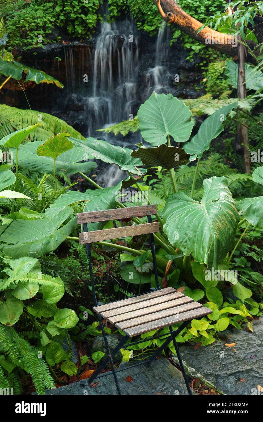 Leerer Holzstuhl in einem tropischen Garten mit Elefanten-Ohrenpflanzen Stockfoto