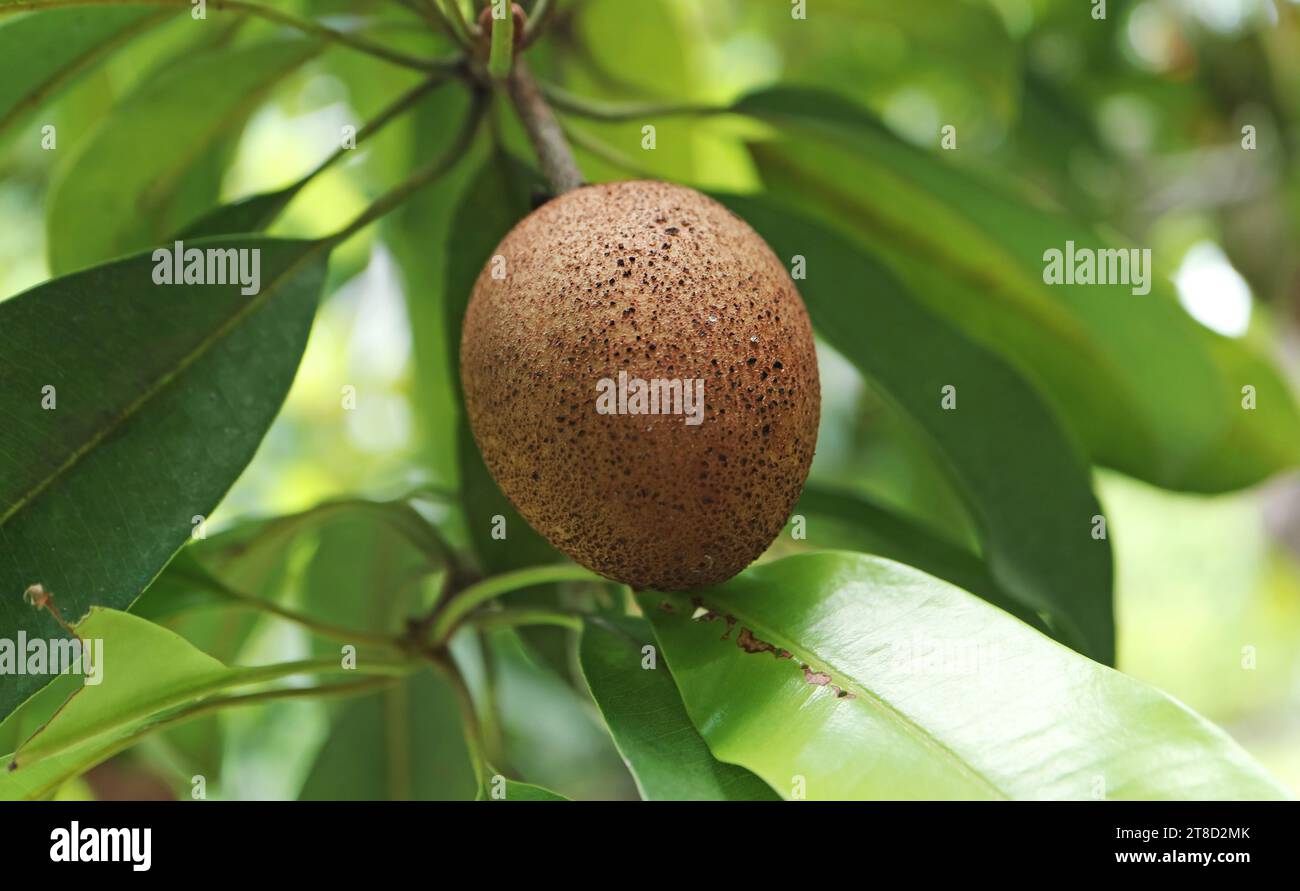 Nahaufnahme einer Sapodilla-Frucht, die auf dem Baum reift Stockfoto