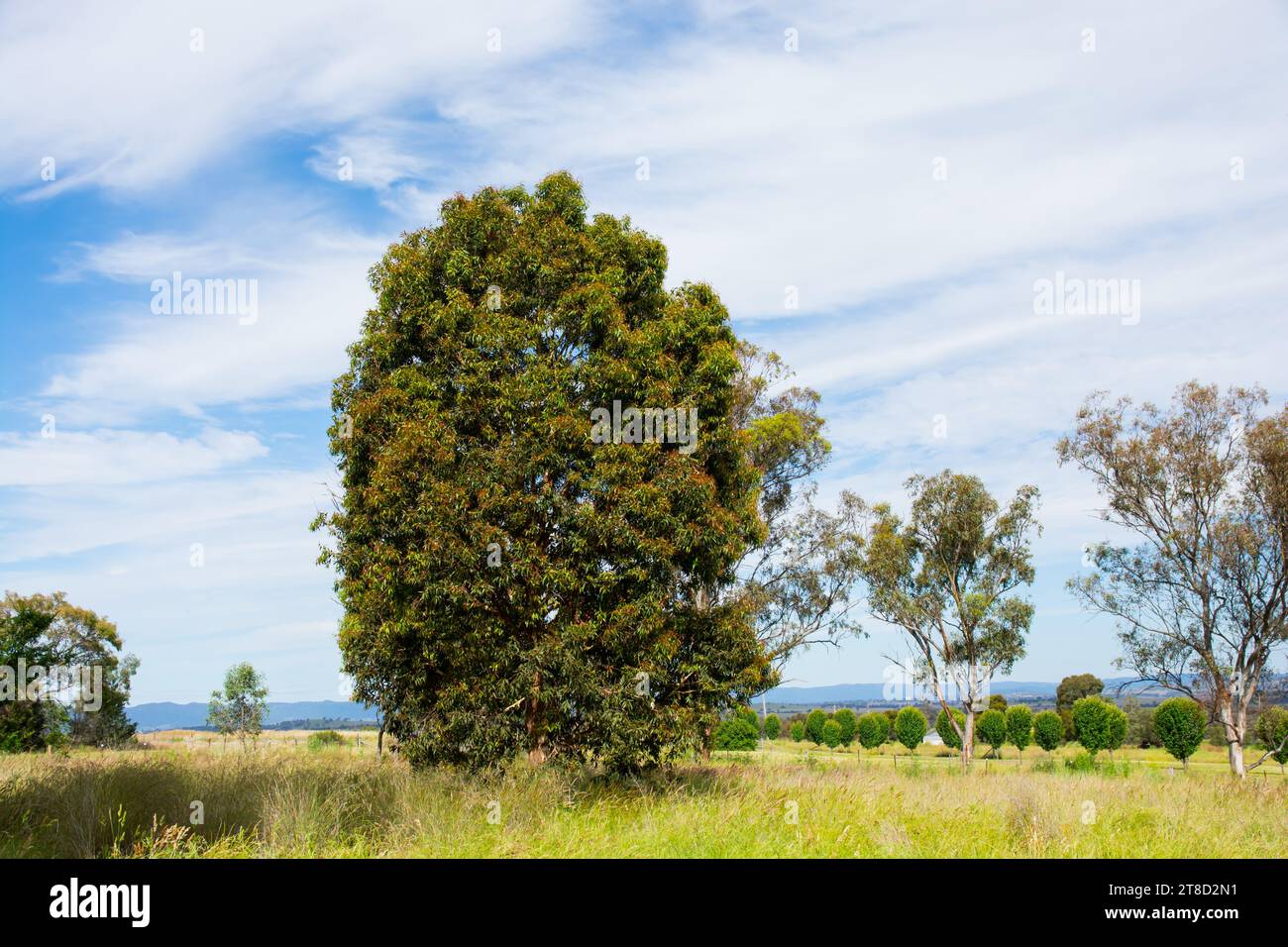 Australischer gefleckter Gummibaum. Eucalyptus maculata, heute bekannt als Corymbia maculata seit Ende des 20. Jahrhunderts. Stockfoto