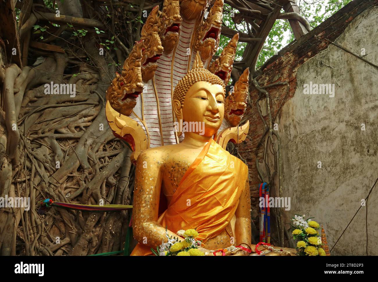 Wunderschönes vergoldetes Buddha-Bild in der Ordinationshalle von Wat Sang Kratai, fest gehalten von großen Bodhi-Bäumen Wurzeln, Provinz Ang Thong, Thailand Stockfoto