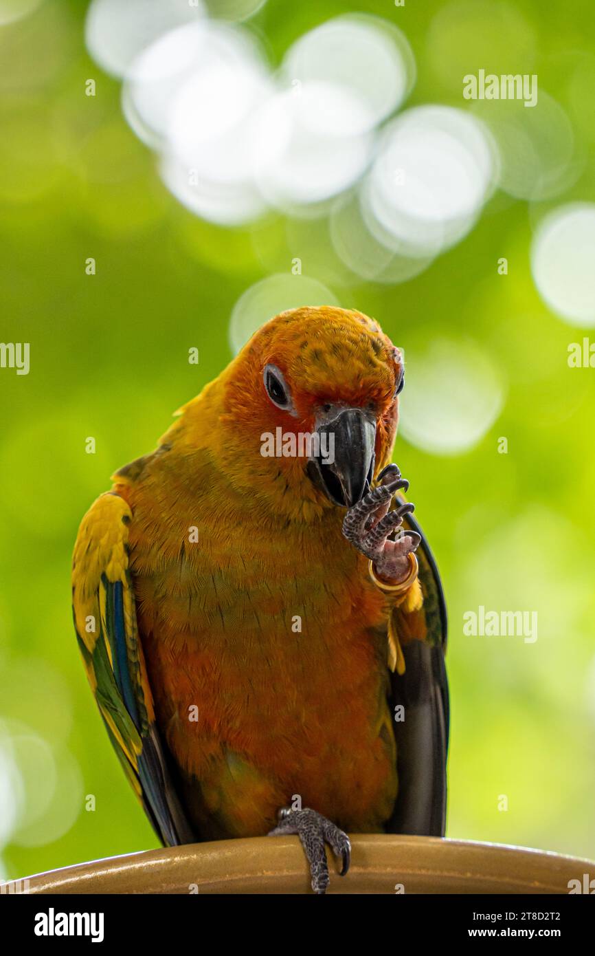 Wunderschöne bunte Sonnenbarsche Papageienvögel. Aratinga solstitialis - exotisches Haustier entzückend. Selektiver Fokus Stockfoto