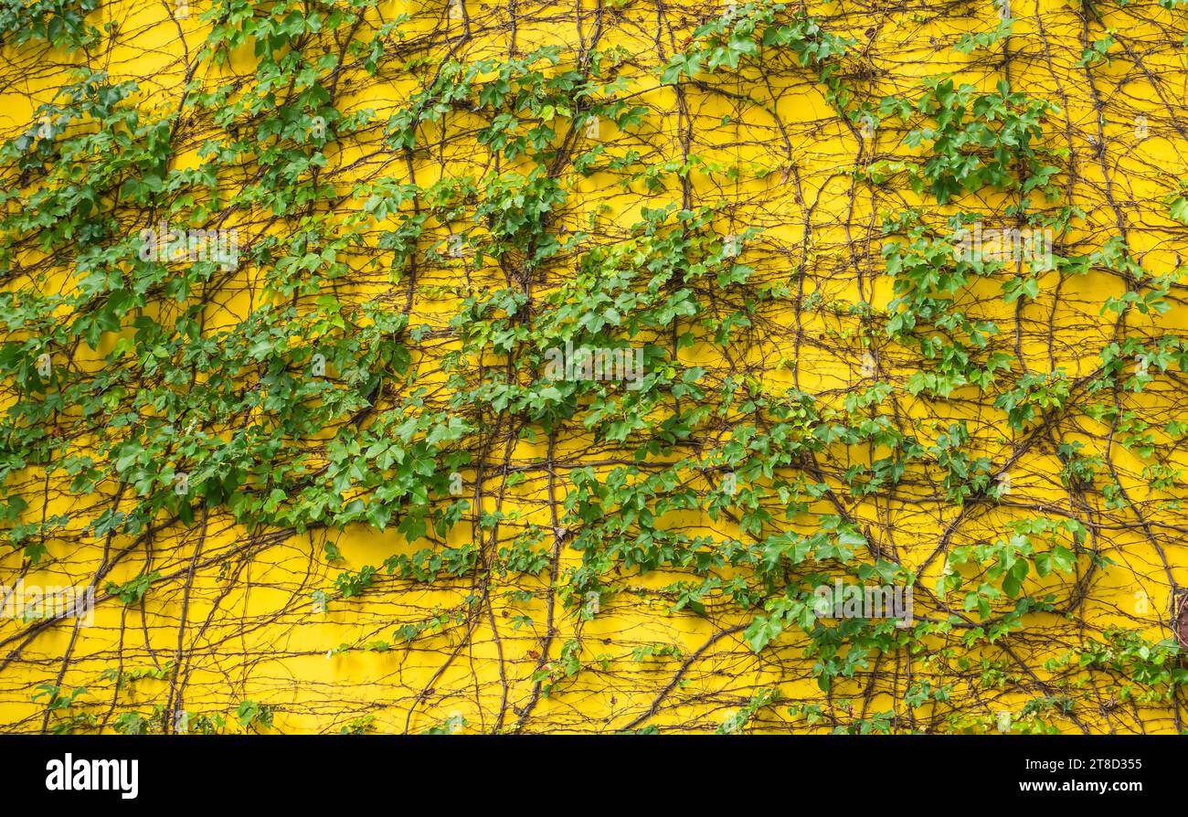 ivy auf gelbem Hintergrund. Stockfoto