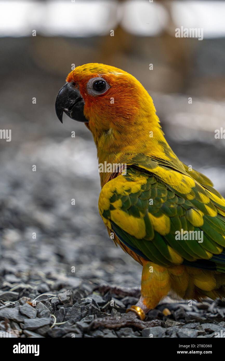 Wunderschöne bunte Sonnenbarsche Papageienvögel. Aratinga solstitialis - exotisches Haustier entzückend. Selektiver Fokus Stockfoto