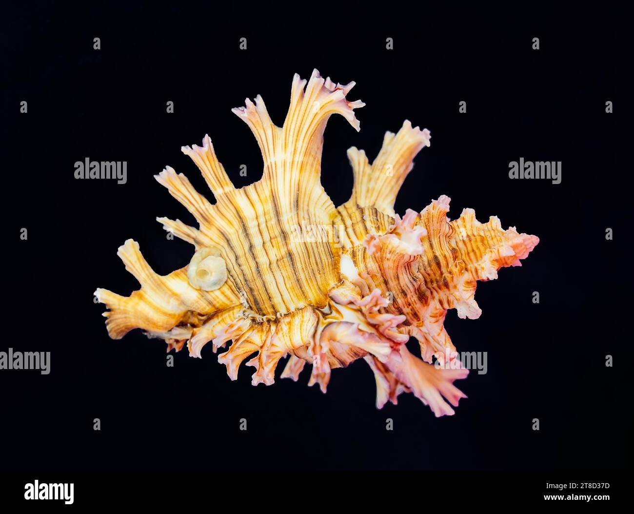 Ramose murex verzweigte Schale auf schwarzem Hintergrund Stockfoto