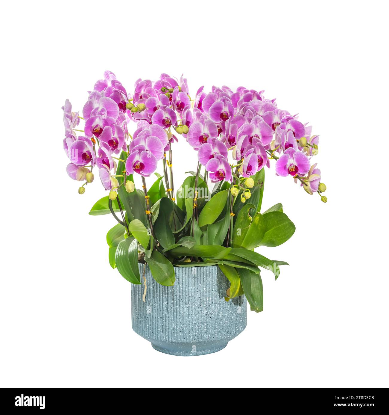 Blumen schöne lila Orchidee phalaenopsis isoliert auf weiß Stockfoto