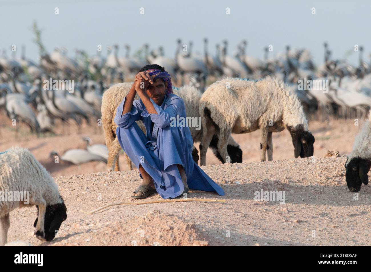 Ein Viehhirte mit seinen Schafen mit Demiselle-Kranichen im Hintergrund Stockfoto