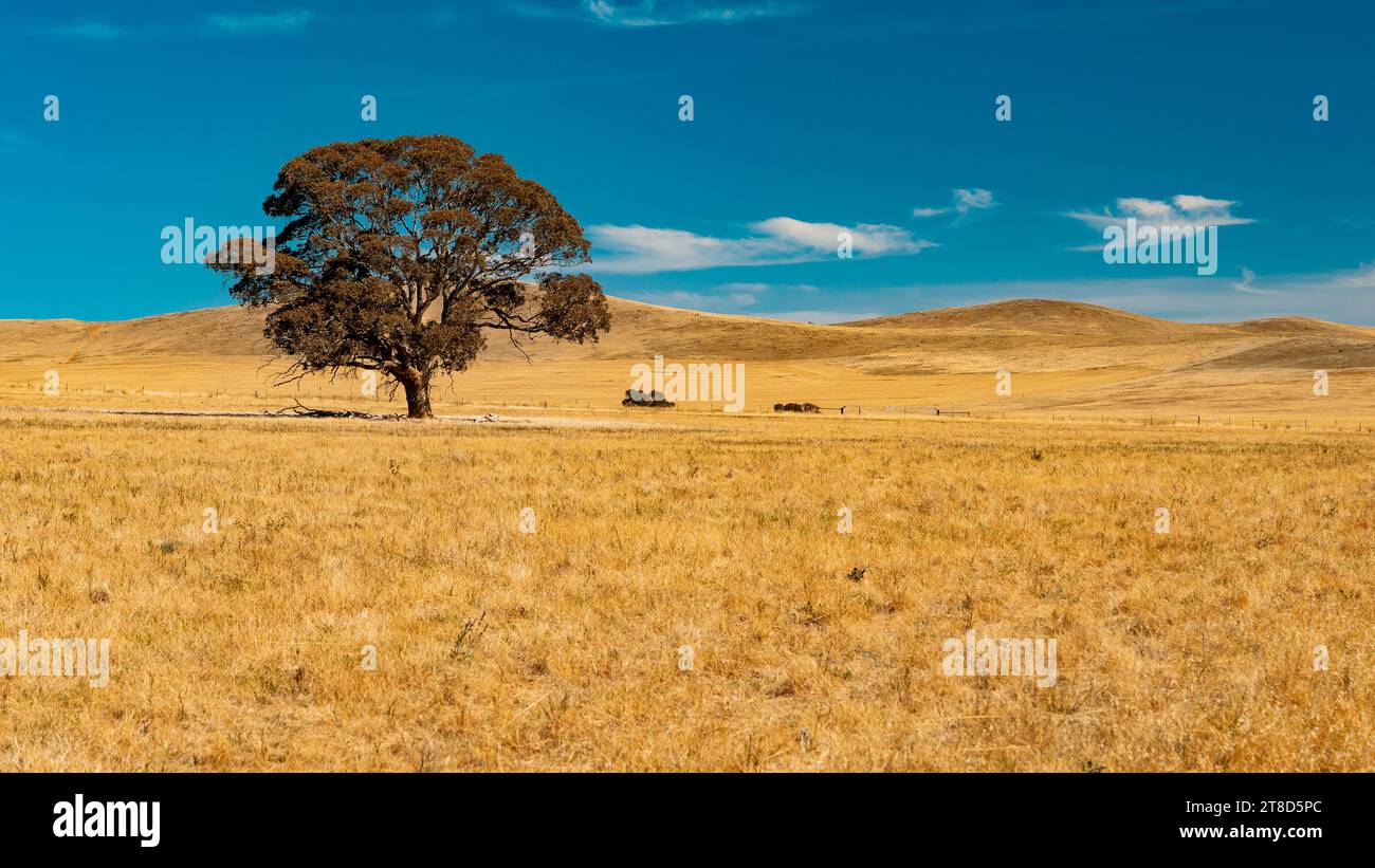 Einsamer Baum mitten auf dem Feld in South Australia Stockfoto