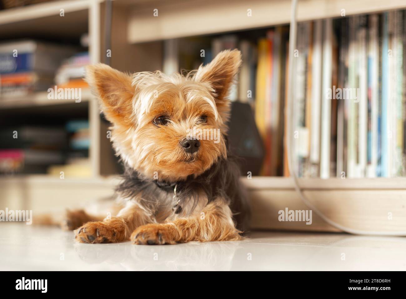 Yorkshire Terrier im Wohnzimmer und Bücherregal hinter einem Hund. Stockfoto