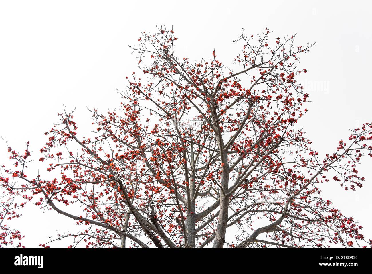 Zweig des blühenden Bombax ceiba Baumes oder der roten Seidenbaumwollblume isoliert auf weiß Stockfoto