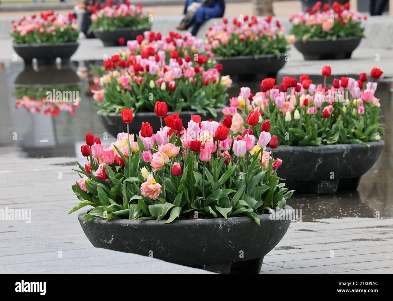 Bunte Tulpenblüten im Teich vor dem Rijksmuseum in Amsterdam. Niederlande Stockfoto