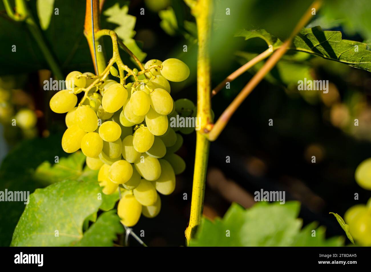 Sonniger Sommertag in einem Weinberg mit wachsenden Trauben aus hellgrünen Trauben, Nahaufnahme Stockfoto