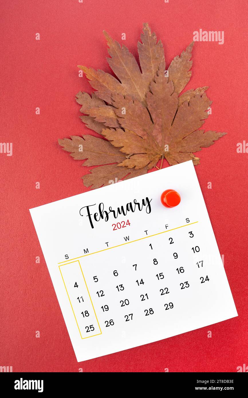 Kalenderseite Februar 2024 und herbstliches Ahornblatt mit Daumennadel auf rotem Hintergrund. Stockfoto