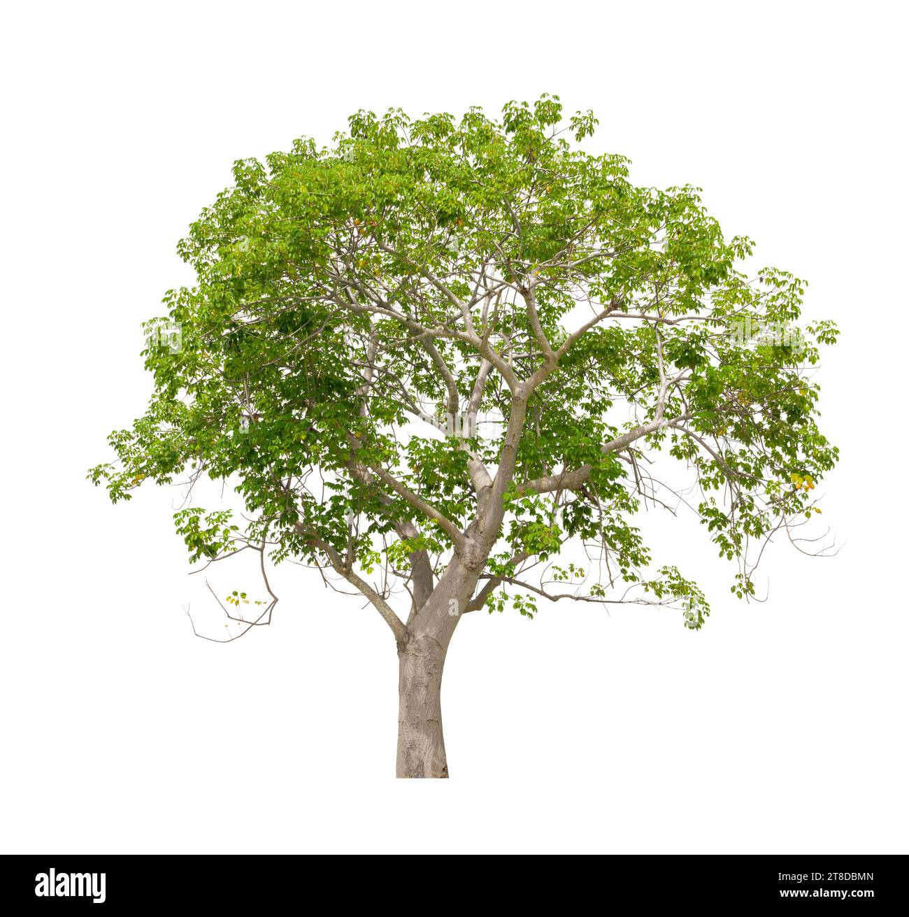 Cochlospermum regium oder gelber Seidenbaumbaumbaum isoliert auf weißem Hintergrund. Stockfoto