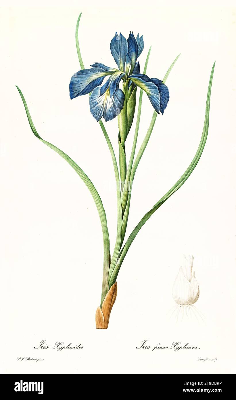 Alte Illustration der englischen Iris (Iris latifolia). Les Liliacées, von P. J. Redouté. Impr. Didot Jeune, Paris, 1805 - 1816 Stockfoto