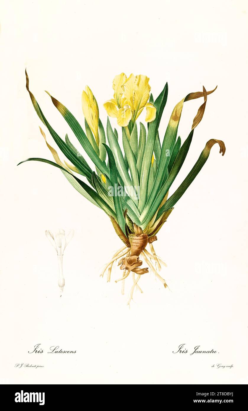 Alte Illustration der Krim-Iris (Iris lutescens). Les Liliacées, von P. J. Redouté. Impr. Didot Jeune, Paris, 1805 - 1816 Stockfoto