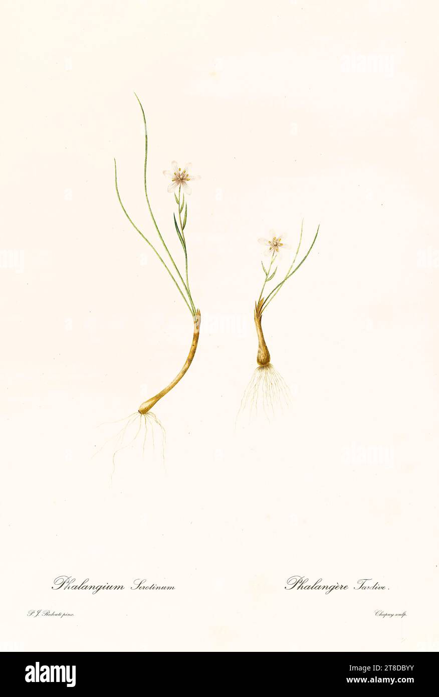 Gemeine Alplilie (Gagea serotina), zwei Exemplare mit Zwiebeln und Wurzeln, handkolorierte Gravur, Paris 1805-1816, vertikal Stockfoto
