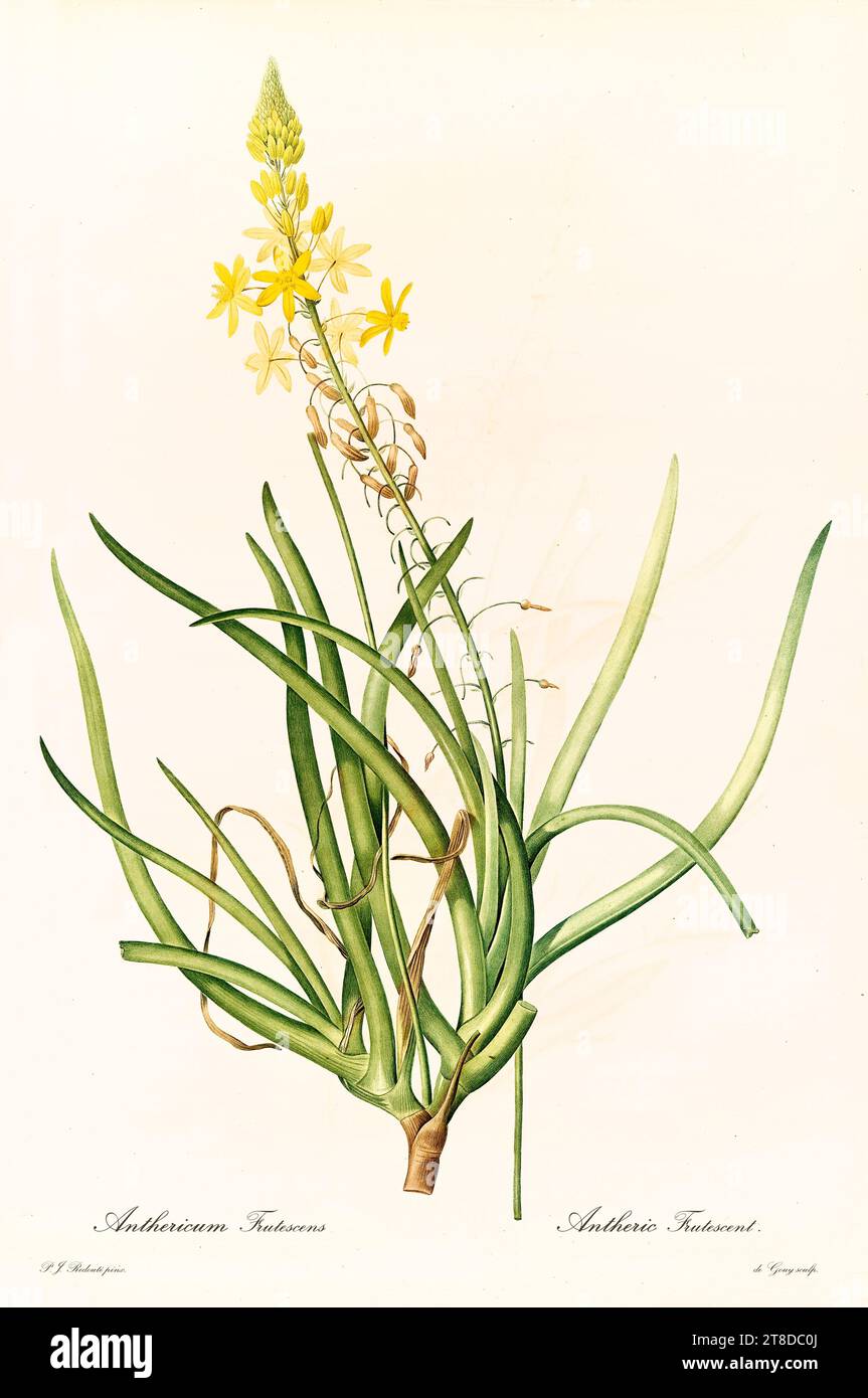 Alte Illustration der Schlangenblume (Bulbine frutescens). Les Liliacées, von P. J. Redouté. Impr. Didot Jeune, Paris, 1805 - 1816 Stockfoto