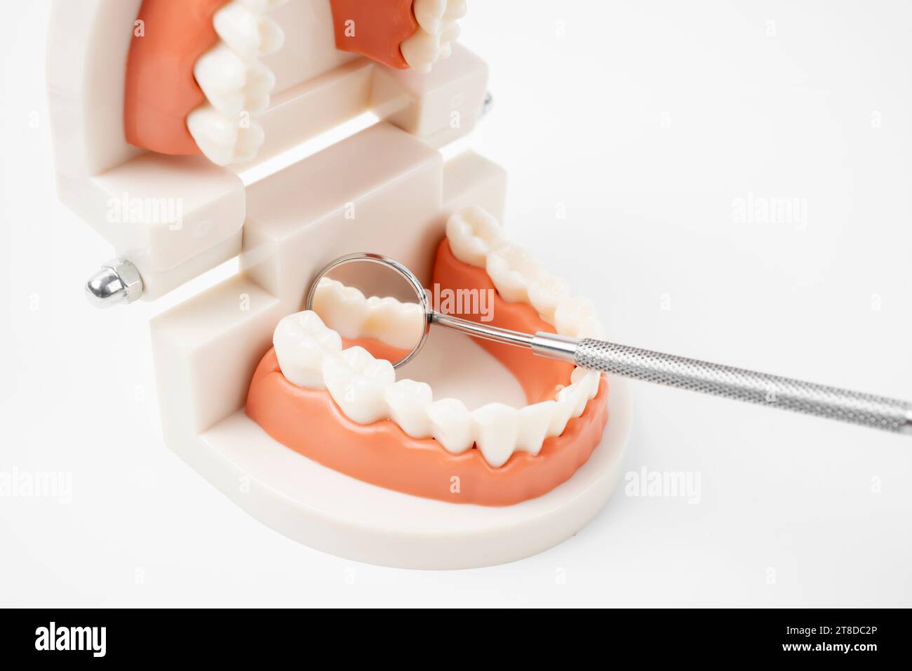 Modell von Zähnen und zahnärztlichen Instrumenten auf weißem Hintergrund. Zahnarztkonzept. Mundhygiene. Stockfoto
