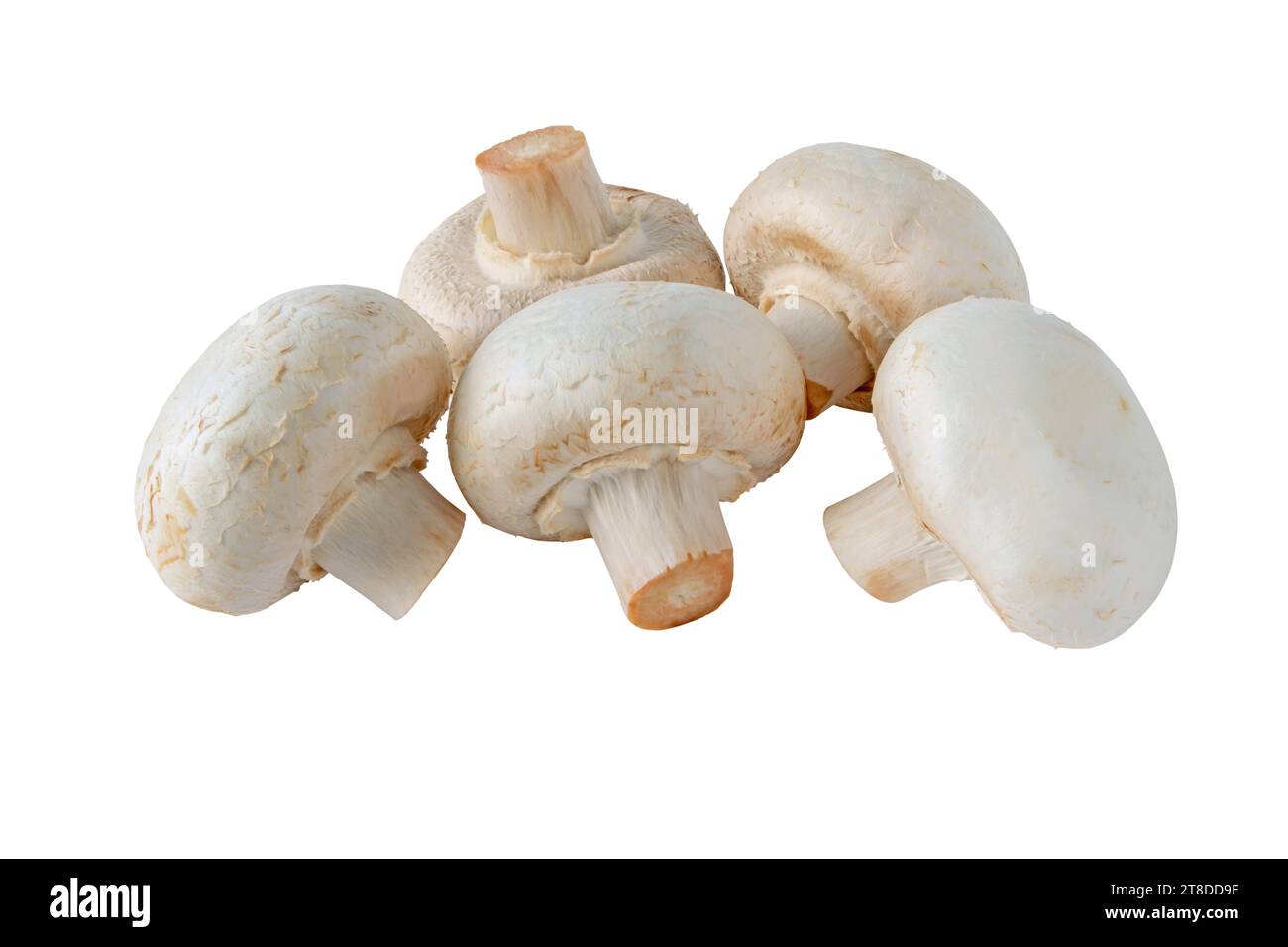 Weiße Champignons Pilze isoliert auf weiß. Agaricus bisporus. Stockfoto