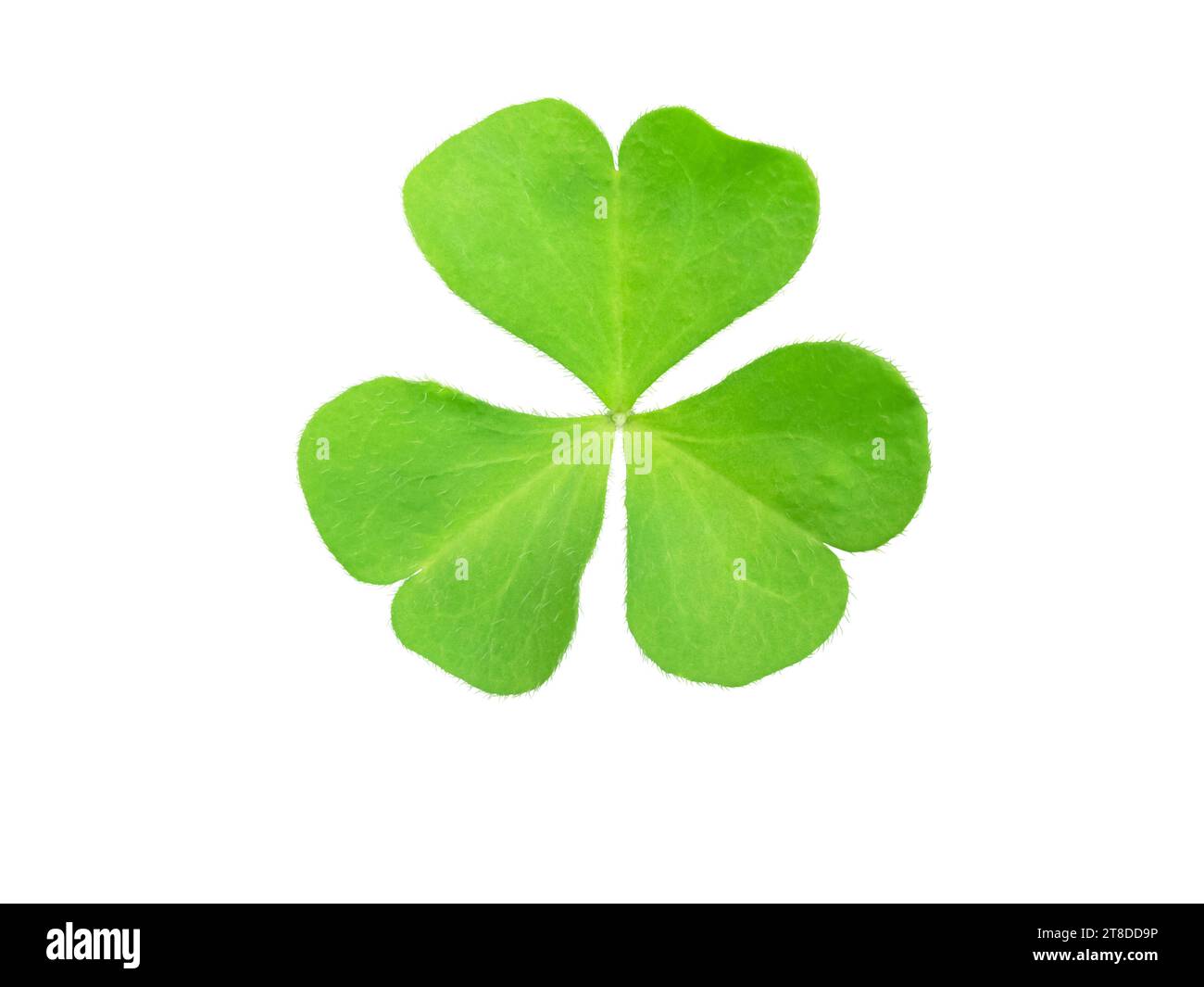 Shamrock grünes Blatt Symbol von Irland und St. Patrick Day isoliert auf weiß. Oxalis acetosella oder Sauerampfer Pflanze. Stockfoto