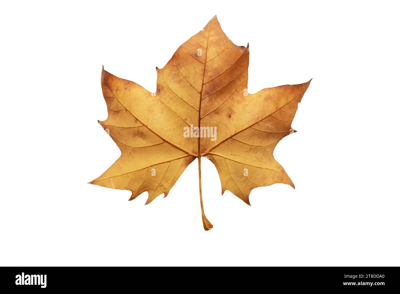 Platane Herbst trockenes braunes Blatt unten isoliert auf weißem Hintergrund. Platanus orientalis oder Alte Welt Platanus Platanus Herbstlaub. Stockfoto