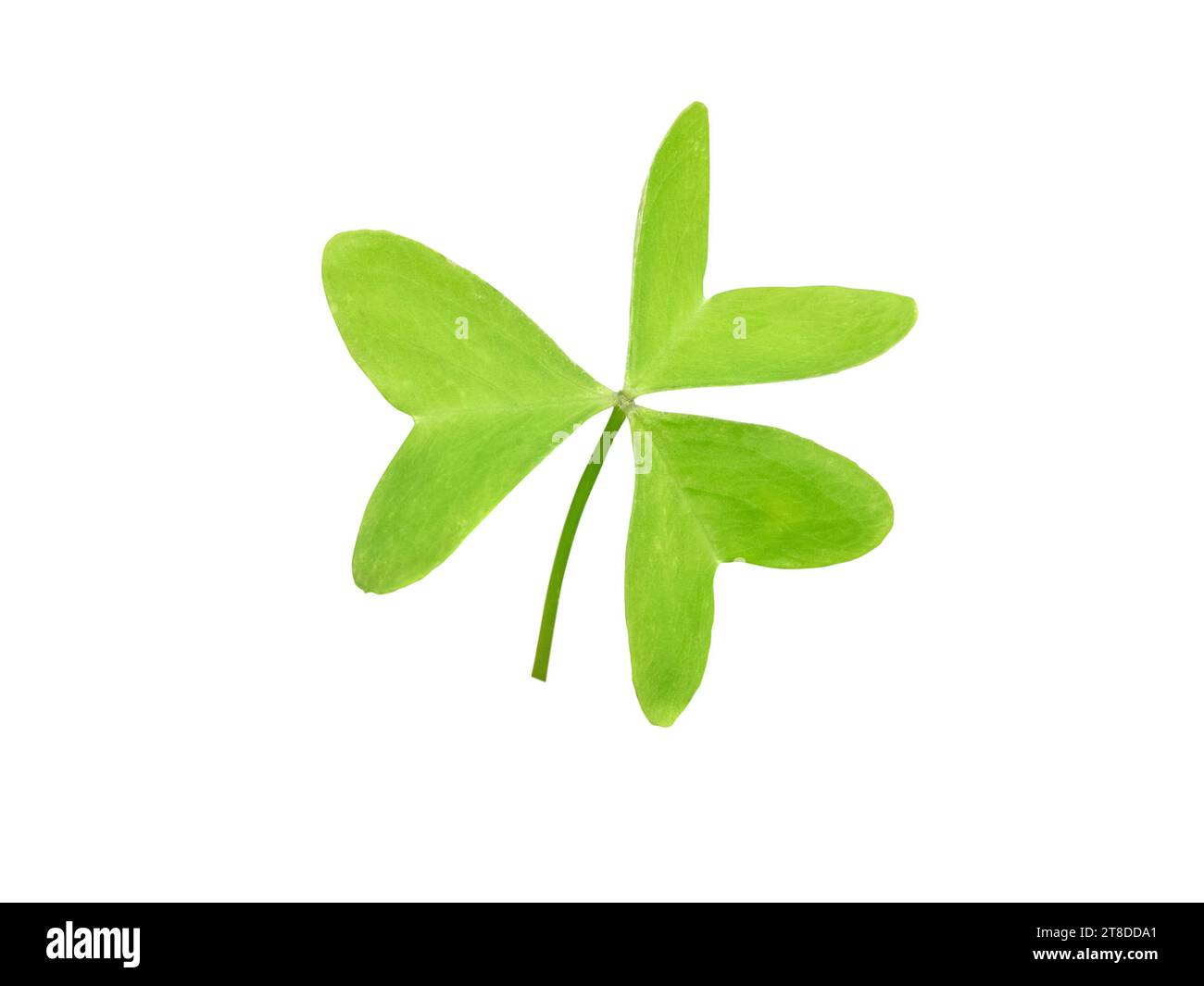 Shamrock-Symbol von Irland und St. Patrick Day isoliert auf weiß. Grünes Blatt der Sauerampfer-Pflanze. Stockfoto