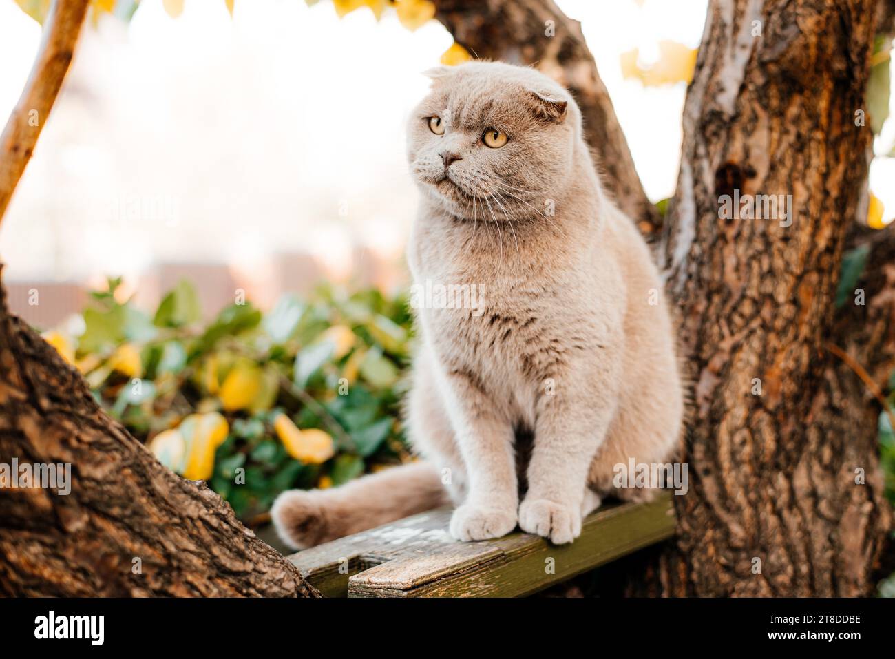 Katze klettert auf einen Baum und kommt vom Baum. Katze auf dem Baum auf natürlichem Hintergrund. Stockfoto
