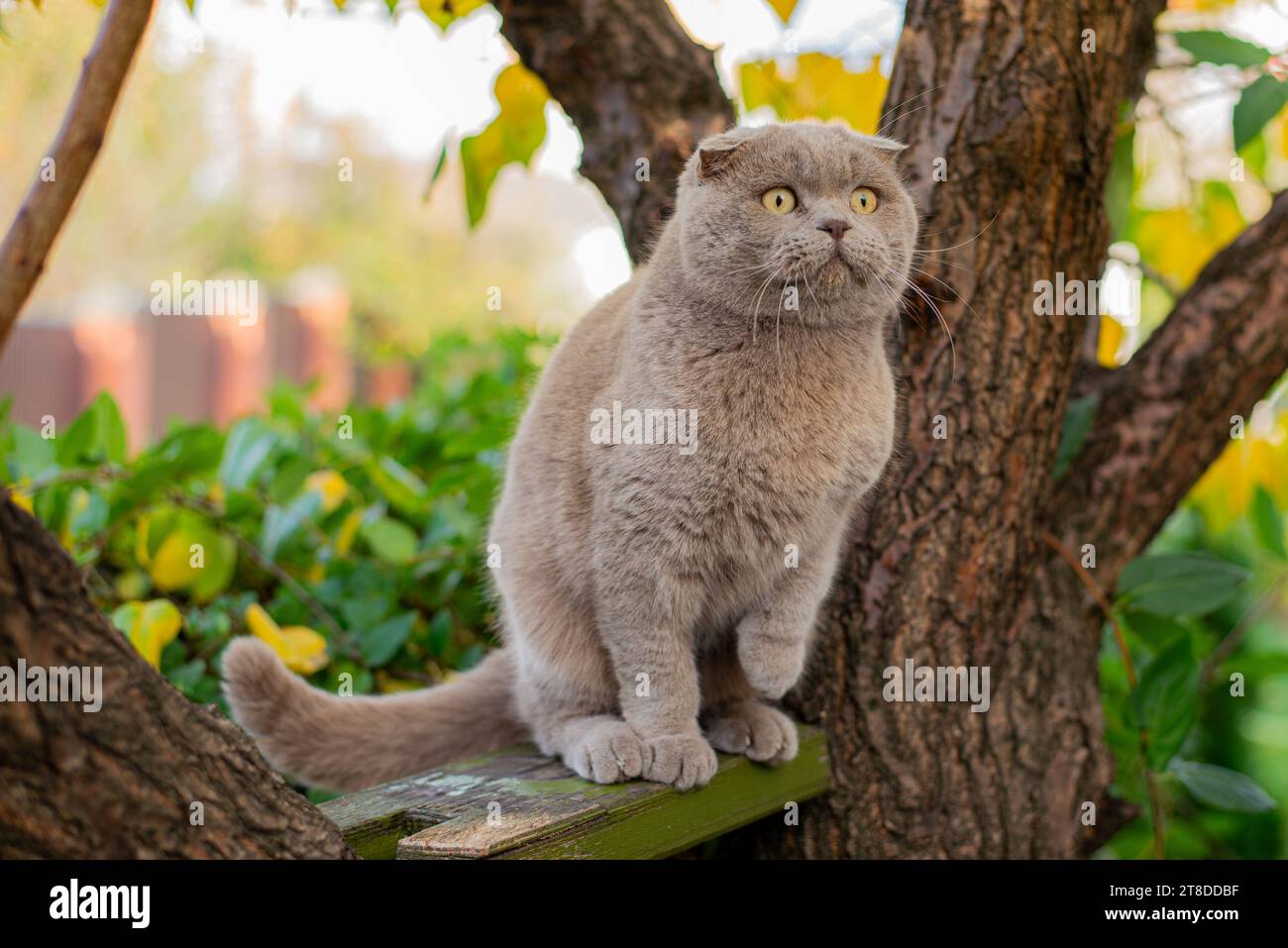 Katze klettert auf einen Baum und kommt vom Baum. Katze auf dem Baum auf natürlichem Hintergrund. Stockfoto