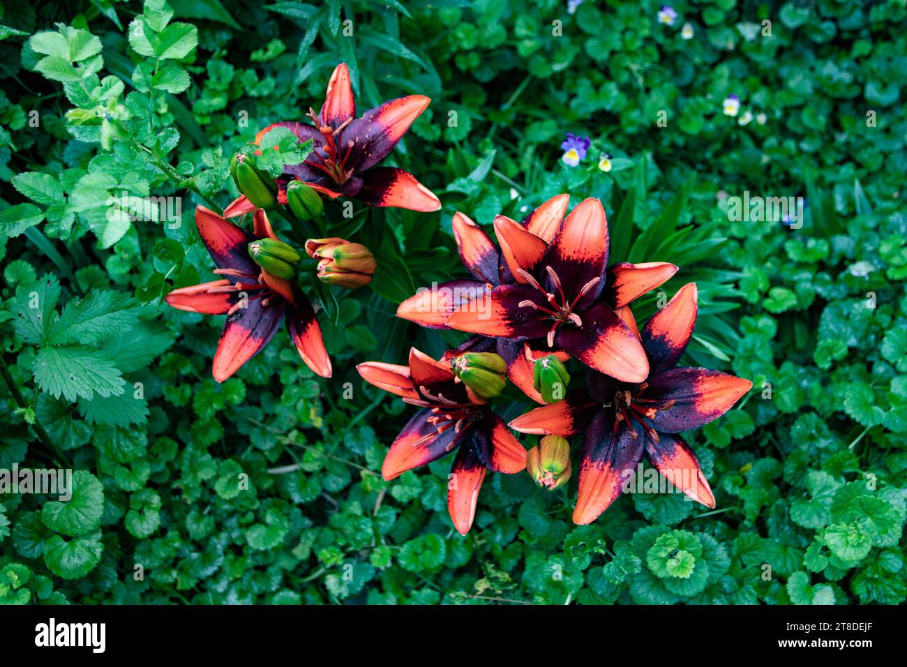 Eine lebendige Aussicht mit einer Reihe von orangefarbenen und braunen Lilienlanzettblüten zwischen üppig grünem Laub Stockfoto
