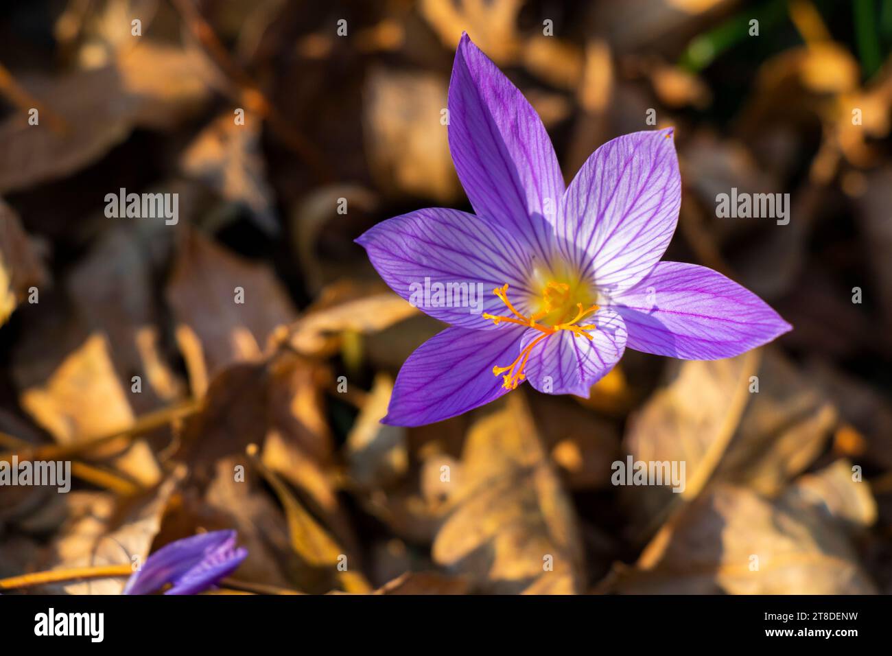 Biebersteins Krokus, blaue Blume im Wald Stockfoto