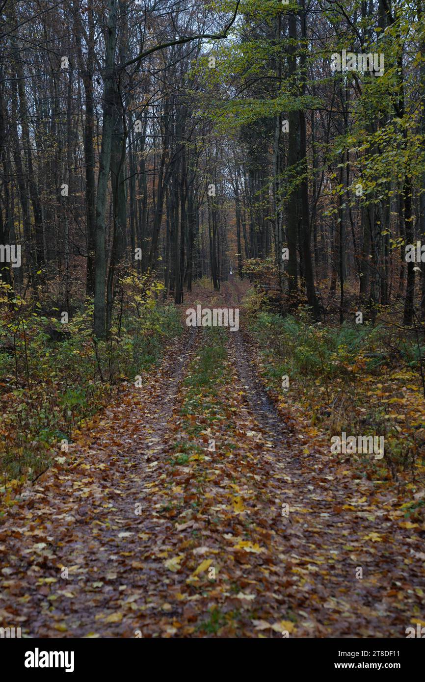 Uckermark GER, Deutschland, 20231119, Herbst in der Uckermark, *** Uckermark GER, Deutschland. , . Herbst in der Uckermark, Quelle: Imago/Alamy Live News Stockfoto