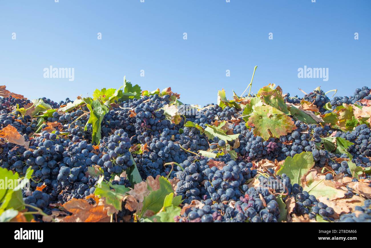 Geerntete rote tempranillo-Trauben. Szene der Traubenernte Stockfoto