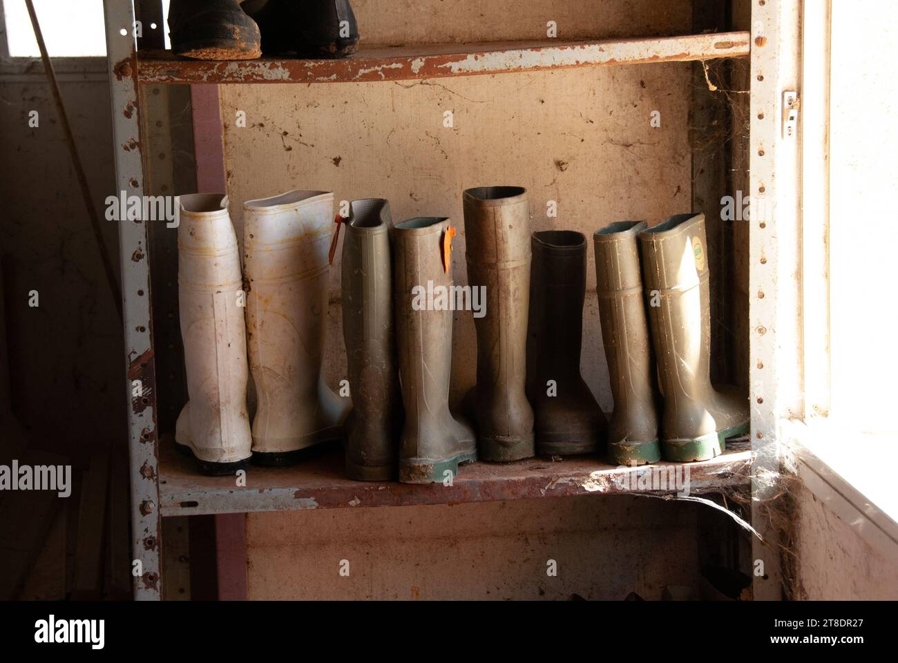 Hochbeinige Gummistiefel, die von Milchbauern in einer Melkscheune getragen werden, werden auf einem Metallregal in der Creamerie gelagert. Stockfoto