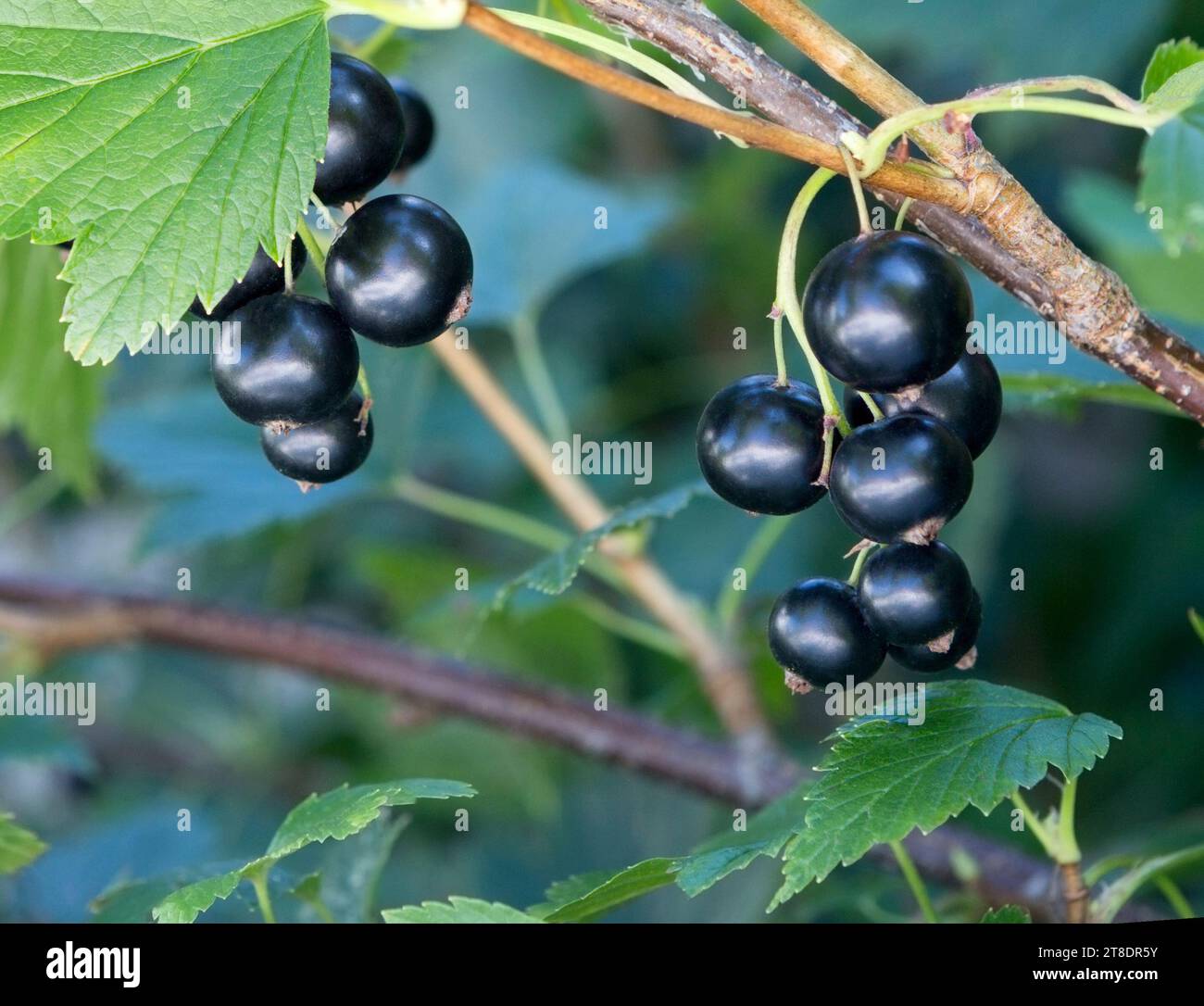 Johannisbeerzweig schwarz mit Früchten, Nahaufnahme. Johannisbeerstrauch. Beeren auf einem Zweig im Garten. Stockfoto
