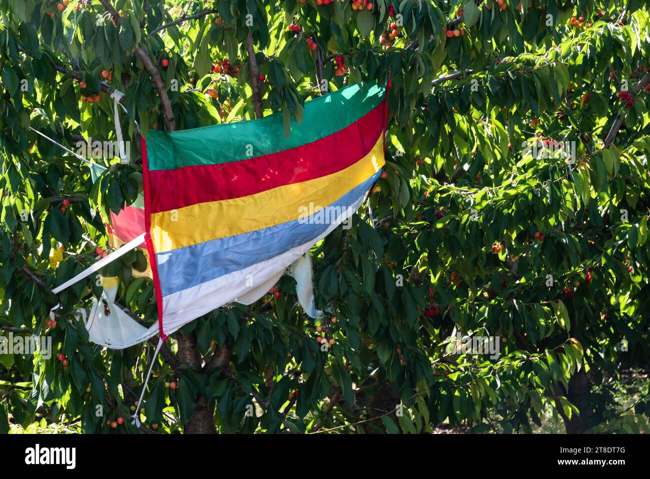 Farbenfrohe gestreifte Drusenflagge in einem Kirschgarten auf den Golanhöhen im Norden Israels. Stockfoto