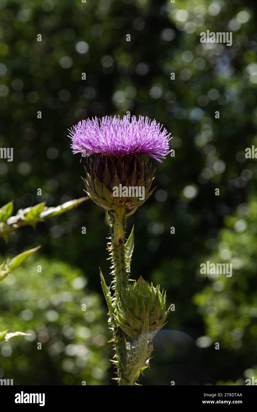Blühende, lila, dornige schottische Disteln, die im Frühling an den Hängen Nordisraels wachsen. Stockfoto