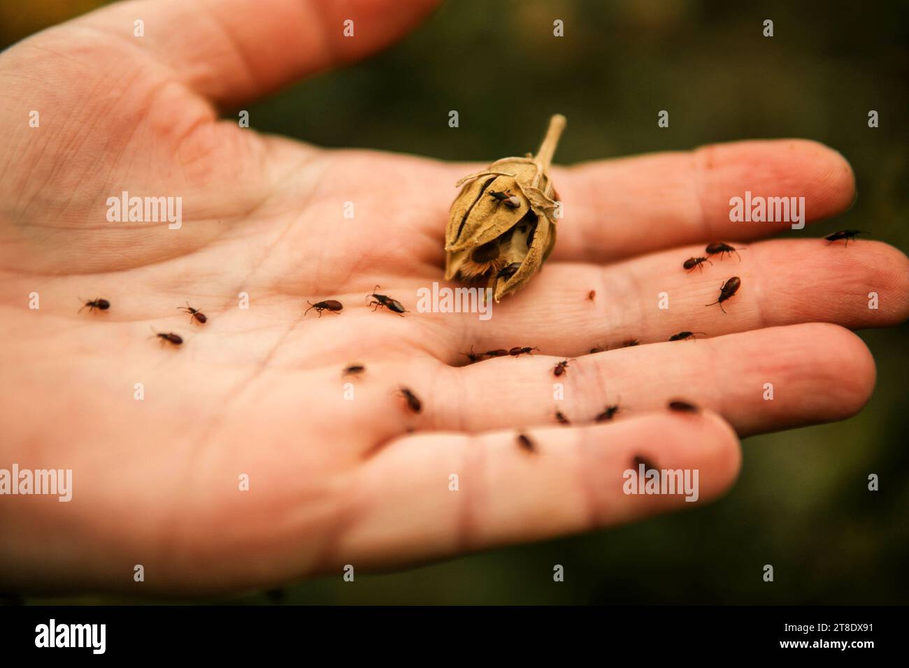 Kleine schwarze Käfer krabbeln auf der Hand der Frau Stockfoto