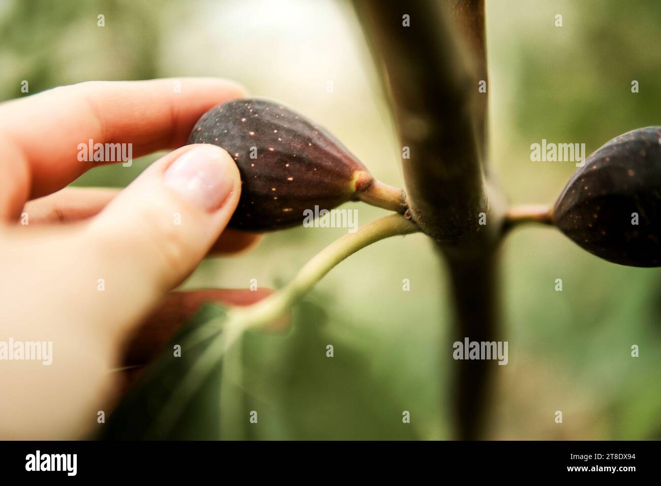 Frau sammelt Feigen auf Bio-Farmen. Stockfoto