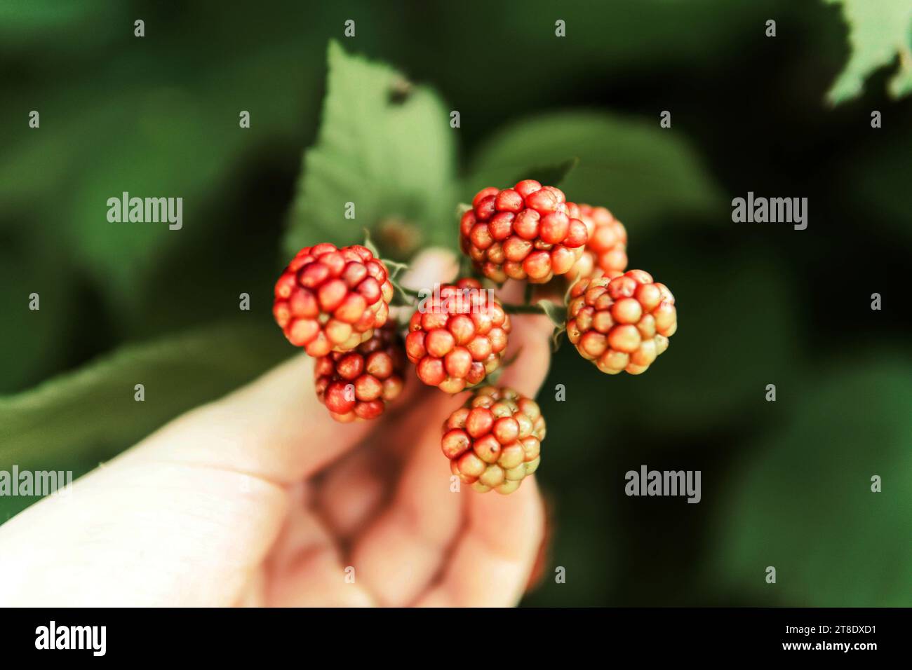 Beschnittenes Bild der Frau Ernte Brombeeren aus Pflanzen bei fa Stockfoto