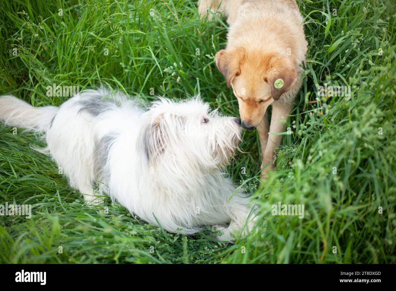 Zwei Hunde auf der Straße. Tiere treffen sich. Hund schnüffelt Freund. Stockfoto